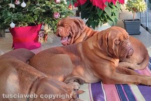 I dogue de Bordeaux di Sandra Paolucci