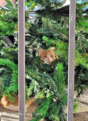 Un micio in mezzo ai rami dell’albero di Natale