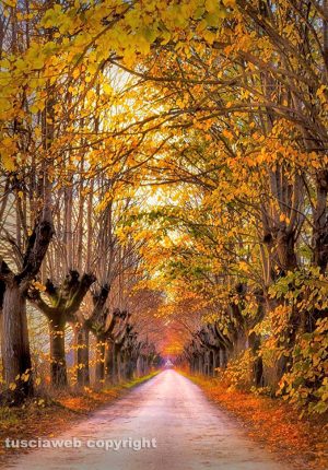 Un viale alberato in autunno