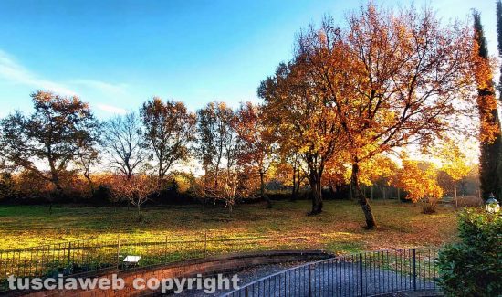 Le querce in autunno