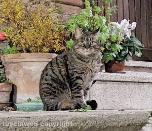 Un gatto
