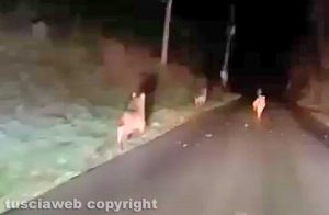 Lupi corrono in strada