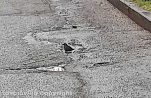 Viterbo - Un merlo fa il bagno in una buca allagata