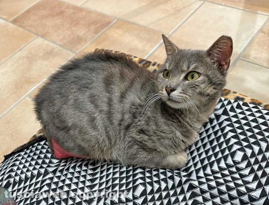 Il gatto Zuccherino