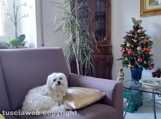 Natale con Wolly