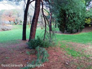 Viterbo - Rami caduti al parco della Quercia
