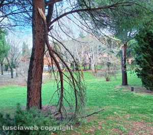 Viterbo - Rami caduti al parco della Quercia