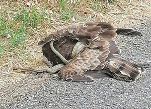 Ischia di Castro - Falco e serpente