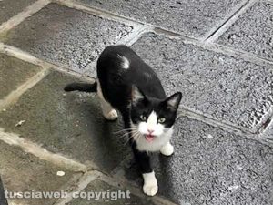 Montefiascone - La gattina "Vittoria Emanuela", la mascotte del centro storico