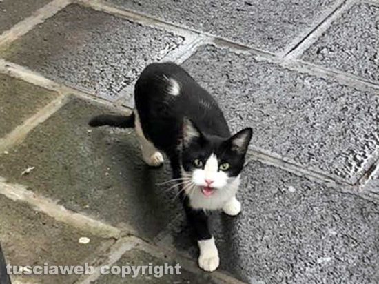 Montefiascone - La gattina "Vittoria Emanuela", la mascotte del centro storico