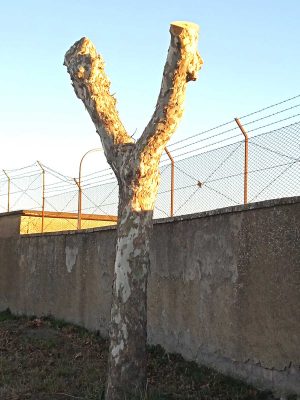 Viterbo - Gli alberi in strada Terme