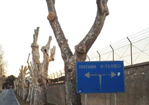 Viterbo - Gli alberi in strada Terme