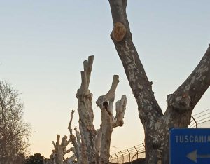 Viterbo - Gli alberi in strada Terme