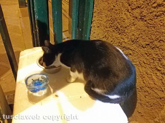 Montefiascone - La gattina "Vittoria Emanuela", la mascotte del centro storico appena liberata