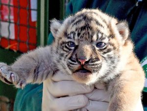 Roma - È nata una cucciola di tigre di Sumatra al Bioparco