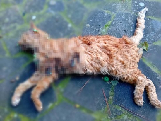 Morlupo - Gatto torturato e ucciso