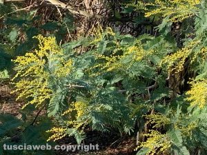 Tobia - La mimosa già fiorita
