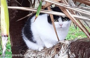 La gattina Pepita travolta e uccisa da un automobilista