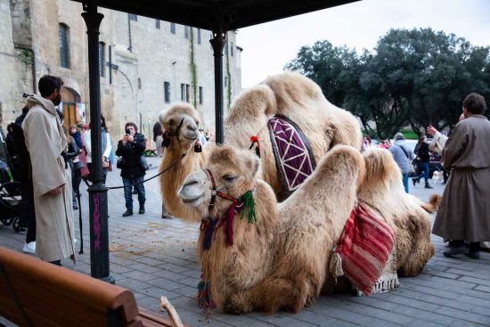 Presepe vivente di Tarquinia - I Re Magi a dorso di cammello