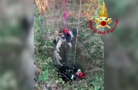 Tuscania - I vigili del fuoco salvano un cane