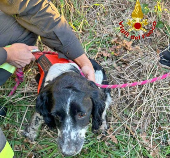 Tuscania - I vigili del fuoco salvano un cane