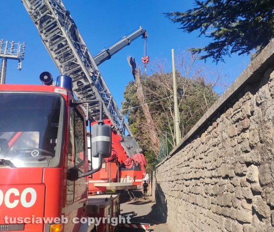 Viterbo - Crolla un albero a pratogiardino Lucio Battisti 
