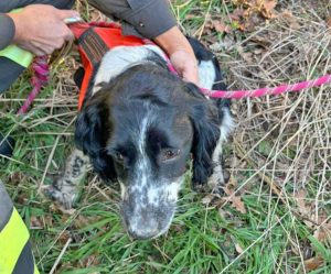 Tuscania - I vigili del fuoco salvano un cane