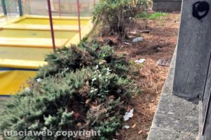 Viterbo - Incuria nelle aiuole in via Ascenzi