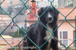 Montefiascone - Il cane che si aggira in via Giuseppe Contadini