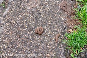 Viterbo - Escrementi in via Porsenna