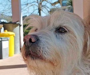 Viterbo - Fiocco si è smarrito