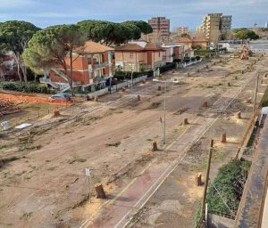 Tarquinia - L'abbattimento dei pini in viale Mediterraneo