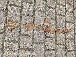 Escrementi di cane sul marciapiedi