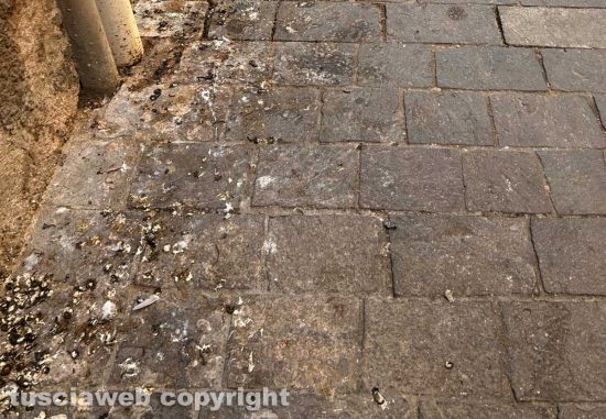 Viterbo - Via Cairoli - Gli escrementi di piccioni sul marciapiede