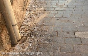 Viterbo - Via Cairoli - Gli escrementi di piccioni sul marciapiede
