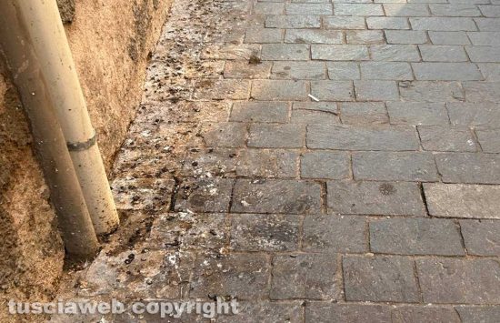 Viterbo - Via Cairoli - Gli escrementi di piccioni sul marciapiede