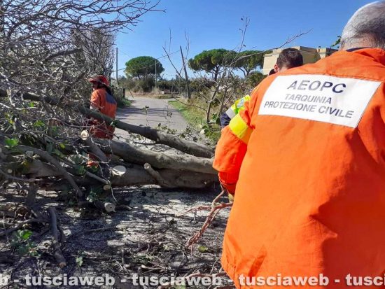 Tarquinia - Albero sradica e cade su strada delle Grottelle