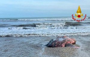 Venezia - Recuperata una carcassa di pesce luna spiaggiata