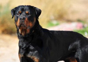 Rottweiler - Immagine di repertorio