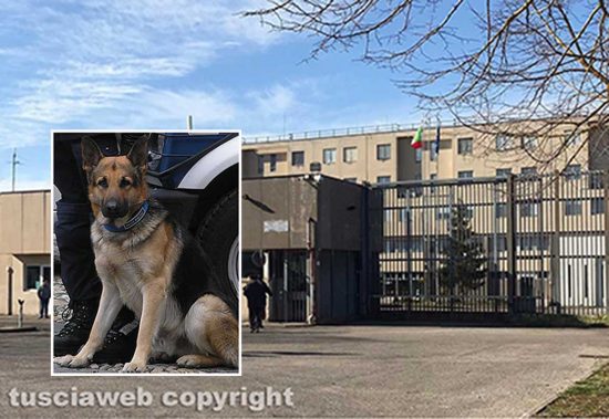 Viterbo - Il carcere di Mammagialla (nel riquadro un cane antidroga)