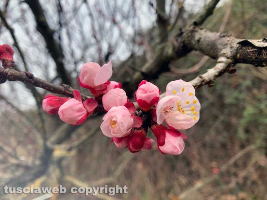 Una pianta di albicocco in fiore