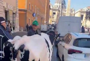 Roma - La mucca Ercolina a piazza San Pietro