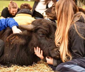 Castel Sant'Elia - Gli animali ospiti del rifugio Hope