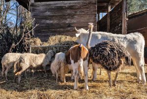 Castel Sant'Elia - Gli animali ospiti del rifugio Hope
