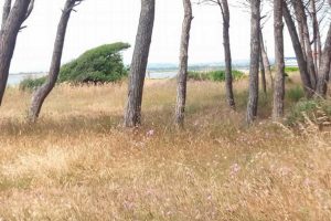 Civitavecchia - Il monumento naturale La Frasca