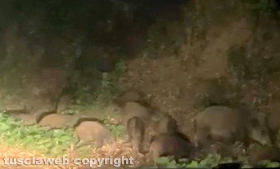Viterbo - Mamma cinghiale e i suoi cuccioli a spasso di notte