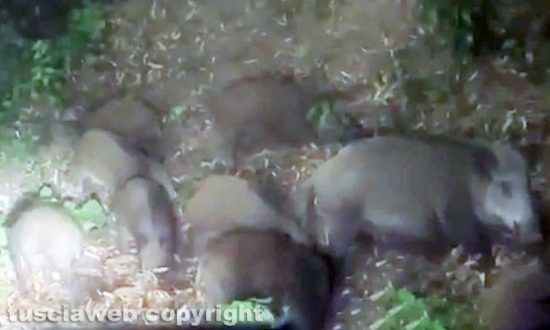 Viterbo - Mamma cinghiale e i suoi cuccioli a spasso di notte