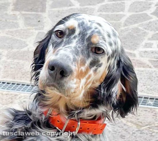La setter Furia