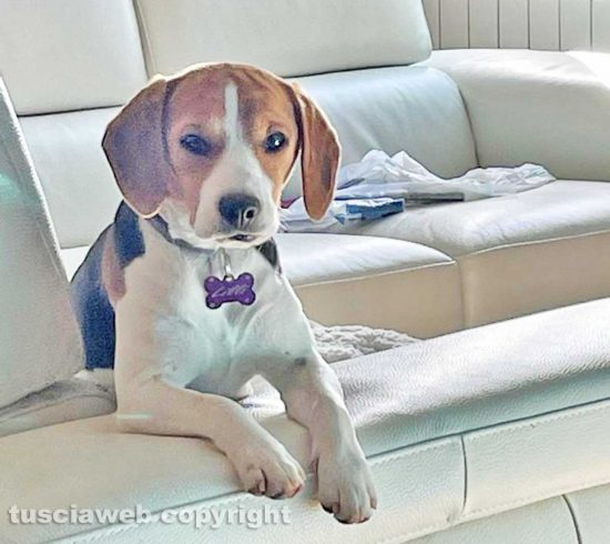 La beagle nana Lilli