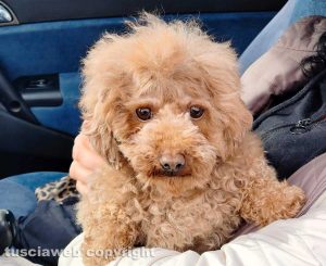 Il barboncino Penelope